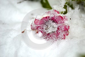 flower under the snow