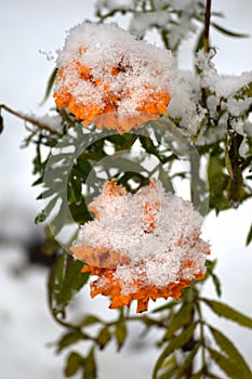 flower under the snow