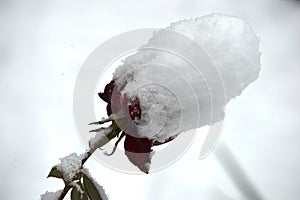 flower under the snow