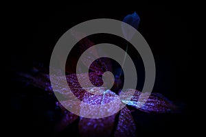 Flower under ultraviolet light.