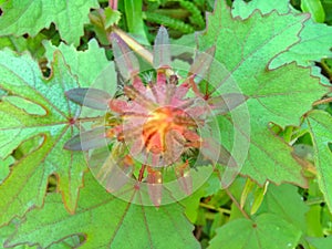 Flower with unique shapes with leaf green background