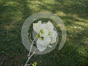 FLOWER IN THE UNIVERSITY GARDEN