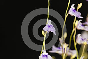 Flower of Utricularia minutissima.