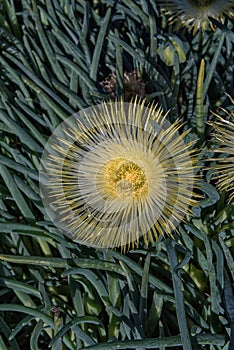 Flower of the Varkiesknol, Conicosia elongata, at Willemsrivier near Nieuwoudtville