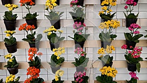Flower vase wall