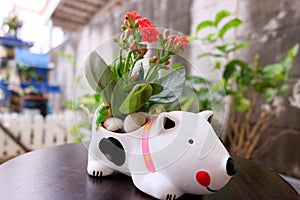 Flower vase with white dog concept.