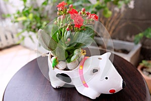 Flower vase with white dog concept.