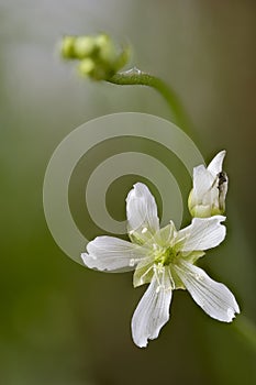 Flower of the venus flytrap, Dioneae muscipula
