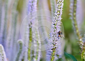 Flower Veronica Virginica