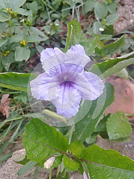 The flower is Very beautiful with collor purple