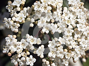 flower of Viburnum tinus