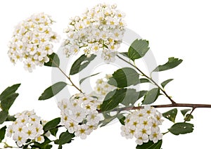 flower of Viburnum tinus photo