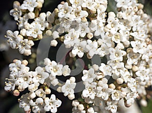 flower of Viburnum tinus photo