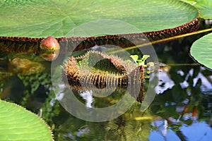 Flower of the Victoria Amazonica