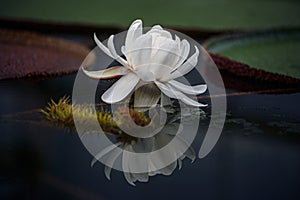 Flower Victoria Amazonica, Victoria amazonica, white color.And is a spicies