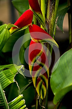 Flower view of a Heliconia rostrata