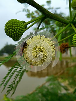 Flower vilca or angico Anadenanthera colubrina with small white flowers with bees Apis mellifera