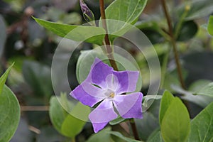 Flower of the Vinca major or Greater Periwinkle in public park Hitland in the Netherlands photo