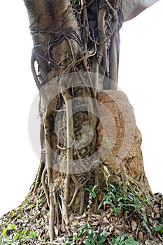 Flower vine bush tree isolated t on white background.