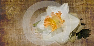 Fiore carta squallido elegante composizione sul antico 