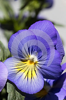 Flower viola tricolor family viloceae fifty megapixels