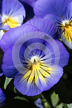 Flower viola tricolor family viloceae fifty megapixels