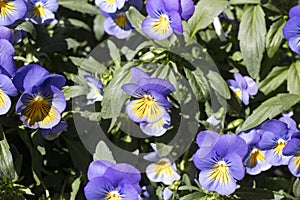 Flower viola tricolor family viloceae fifty megapixels