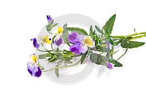 Flower Viola tricolor or Pansy photo