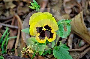 The flower of Viola tricolor var. yellow hortensis in the garden