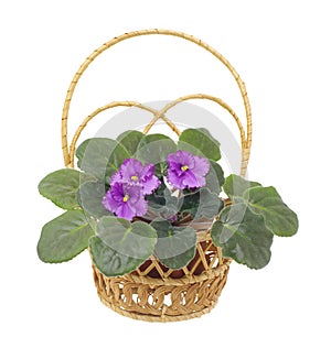 Flower viola in wicker on white