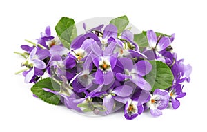 Flower violet