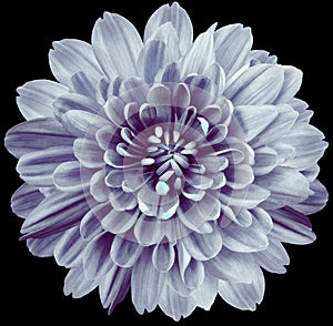 Flower violet chrysanthemum . Flower isolated on the black background. No shadows with clipping path. Close-up