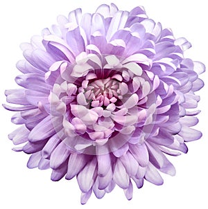Flower violet chrysanthemum . Flower isolated on a white background. No shadows with clipping path. Close-up.
