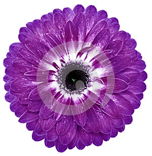 flower violet gerbera. Flower isolated on a white background. No shadows with clipping path. Close-up.