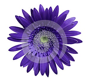 flower Violet gerbera on white isolated background with clipping path. Closeup. no shadows. For design.