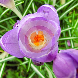 Flower violet and green very close up