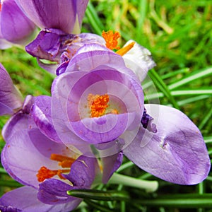 Flower violet and green very close up