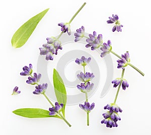 Flower violet lavender herb isolated