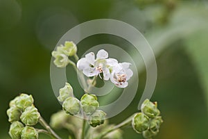 Flower of a Virginia mallow, Sida hermaphrodita