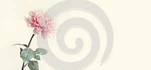 Flower vitage on solid pastel for background decoration design