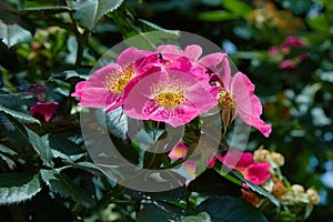 Flower of vivid pink dog-rose Rosa canina growing in nature Hipshop, Pink rose hips,