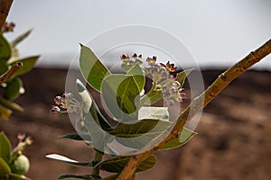 Flower at Wadi Darbat near Salalah in Oman photo