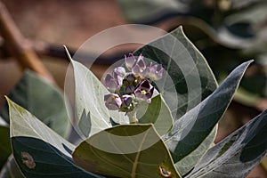 Flower at Wadi Darbat near Salalah in Oman photo