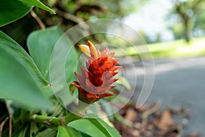 Flower waiting to bloom surrounded by leafs