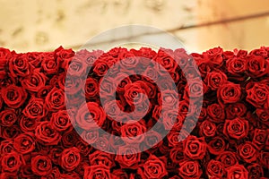 Flower wall, natural red roses background with blurred gold space on top