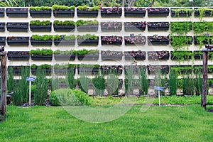 Flower wall vertical garden