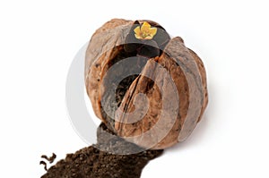 Flower in wallnut shell