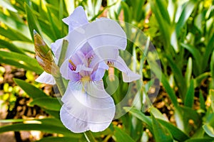 Flower Wallpaper. Growing irises in the South of Russia.