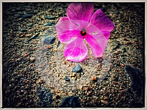 Flower wallpaper,pink flower,