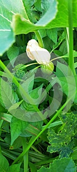 Flower of waluh for hollowen baby small